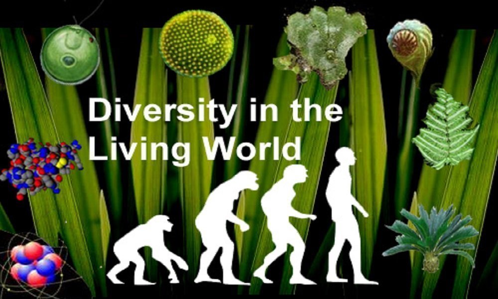 Diversity in Living World Books Notes Study Material